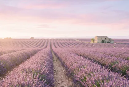 Lavender Field Cottage memorial template