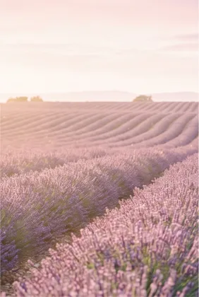 Lavender Rows at First Light memorial template