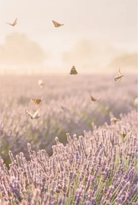 Lavender & Butterflies memorial template