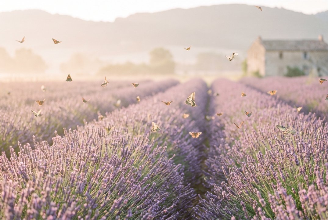 Lavender Field & Butterflies template front