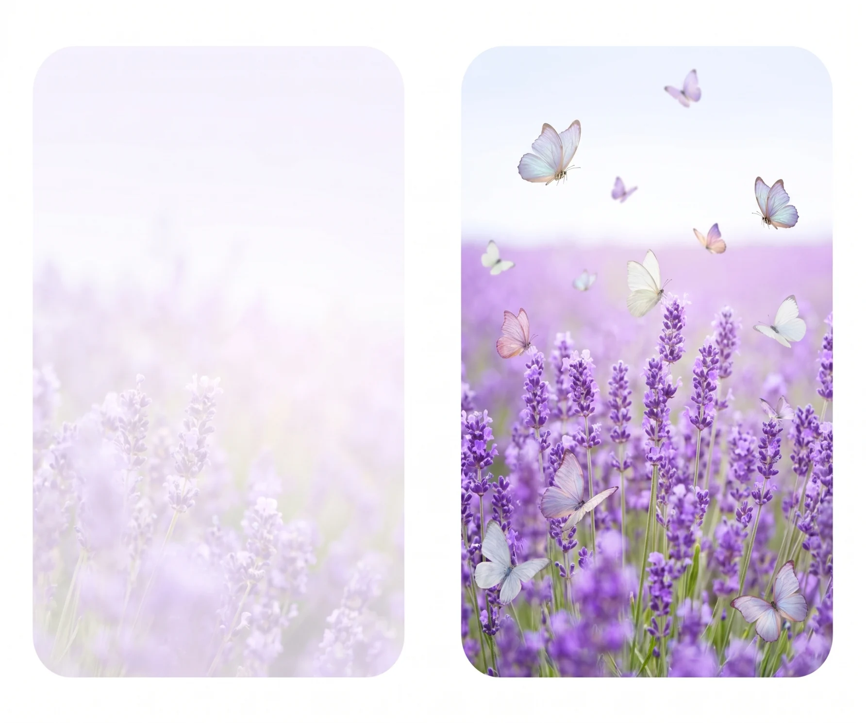 Lavender & Butterflies memorial template