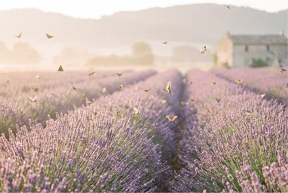 Lavender Field & Butterflies memorial template