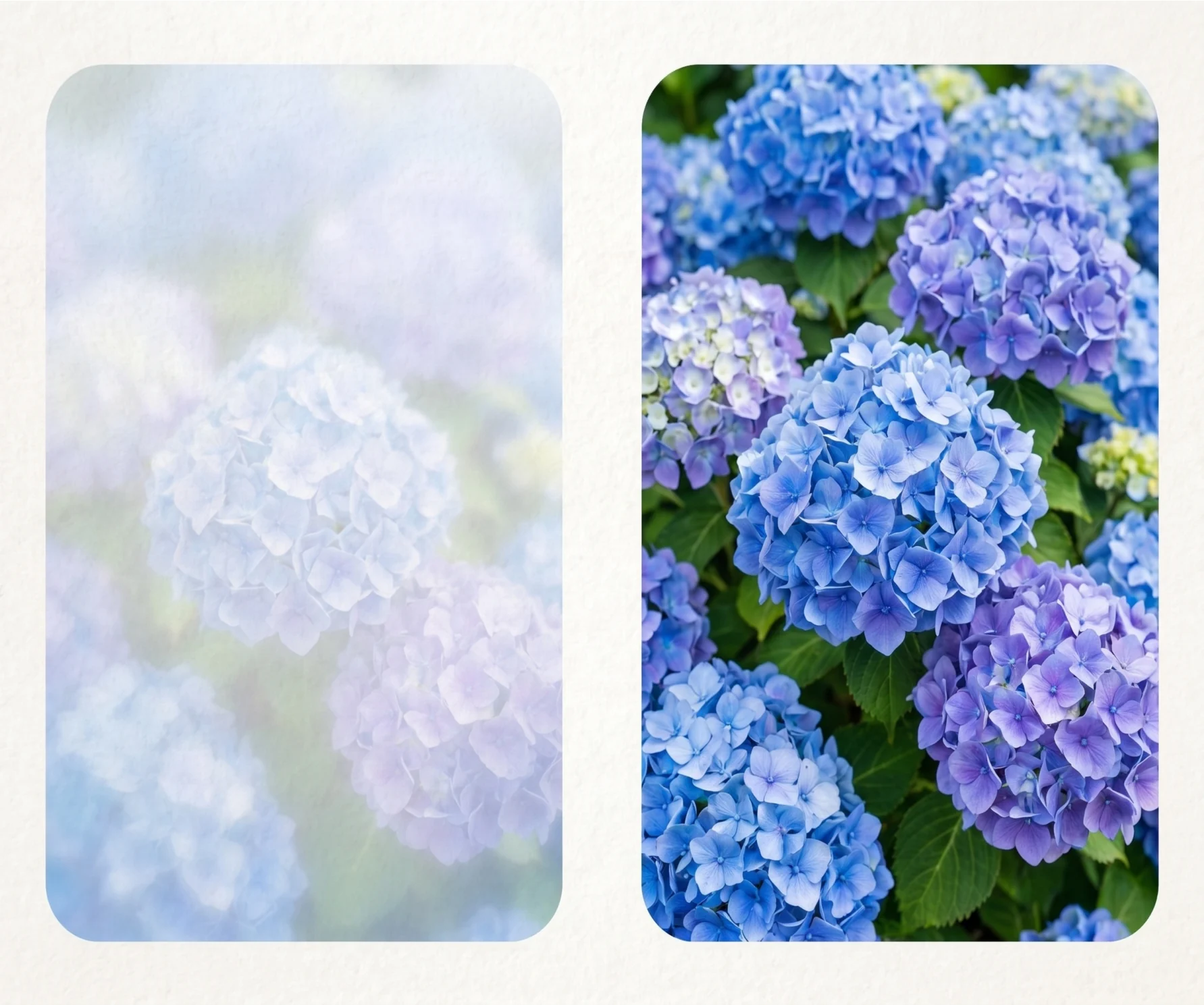 Blue Hydrangeas memorial template