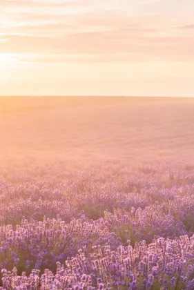 Lavender at Golden Dawn memorial template