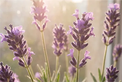 Lavender in Bloom memorial template