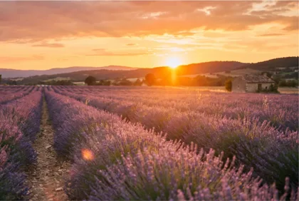 Lavender Sunset Farmhouse memorial template