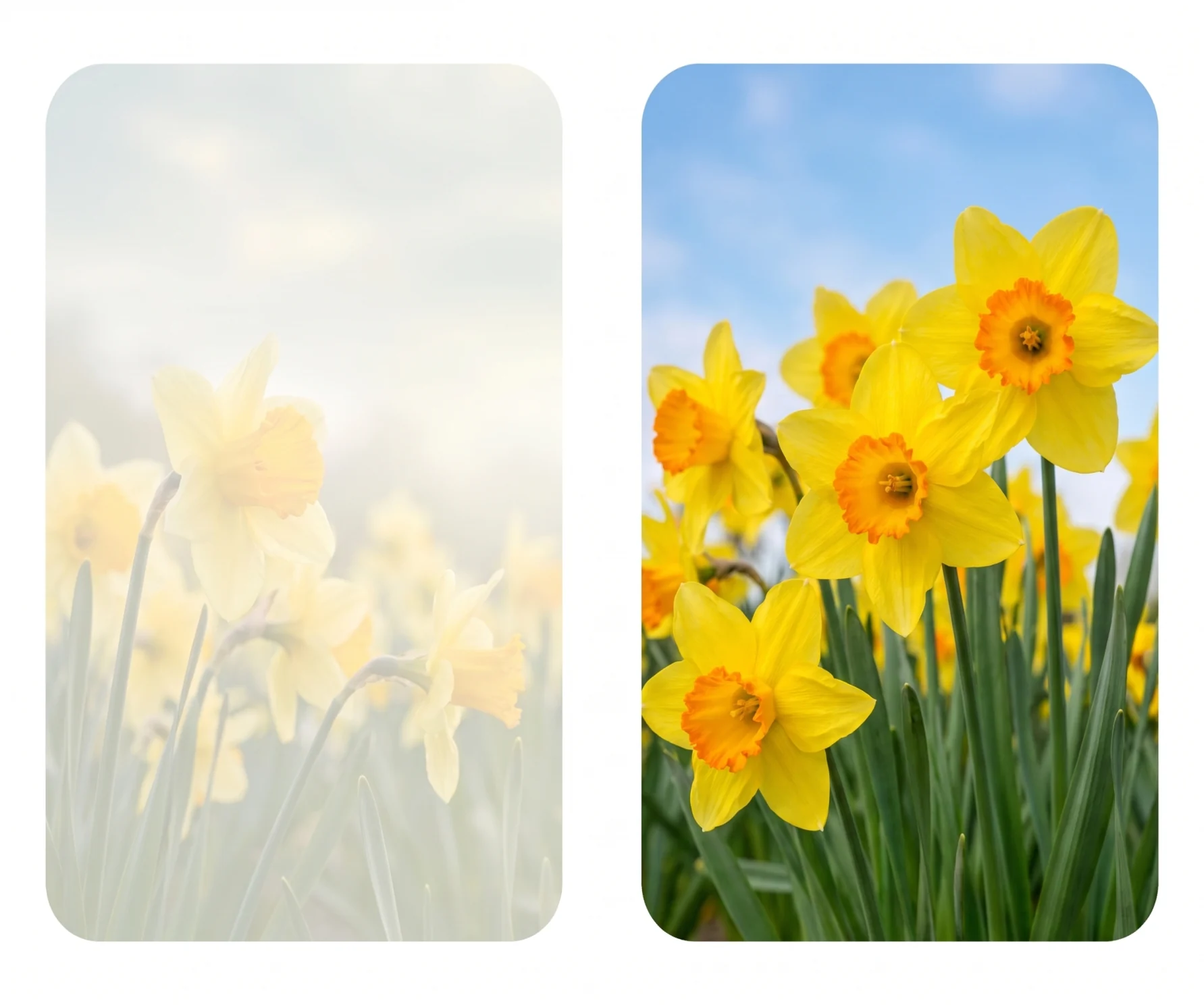 Golden Daffodils memorial template