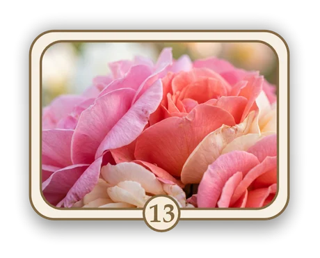 Floral 13 memorial card design — soft pink garden roses
