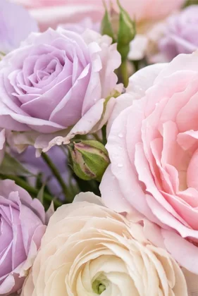 Lilac & Pink Roses memorial template