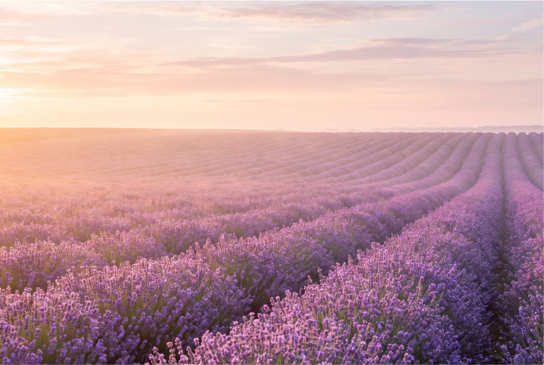 Lavender Rows at Dawn template front