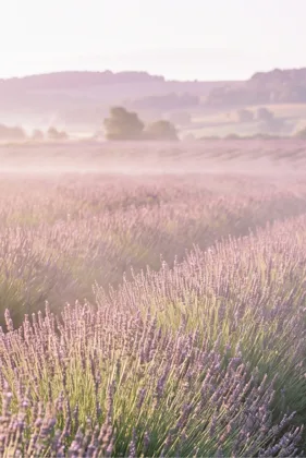 Misty Lavender Hills memorial template