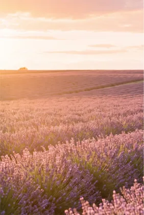 Pink Field at Dawn memorial template
