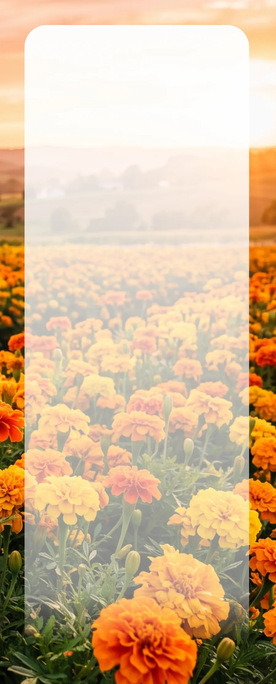 Marigold Field memorial template