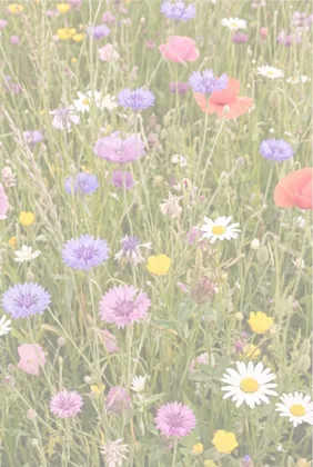 Cornflower & Daisy Meadow memorial template