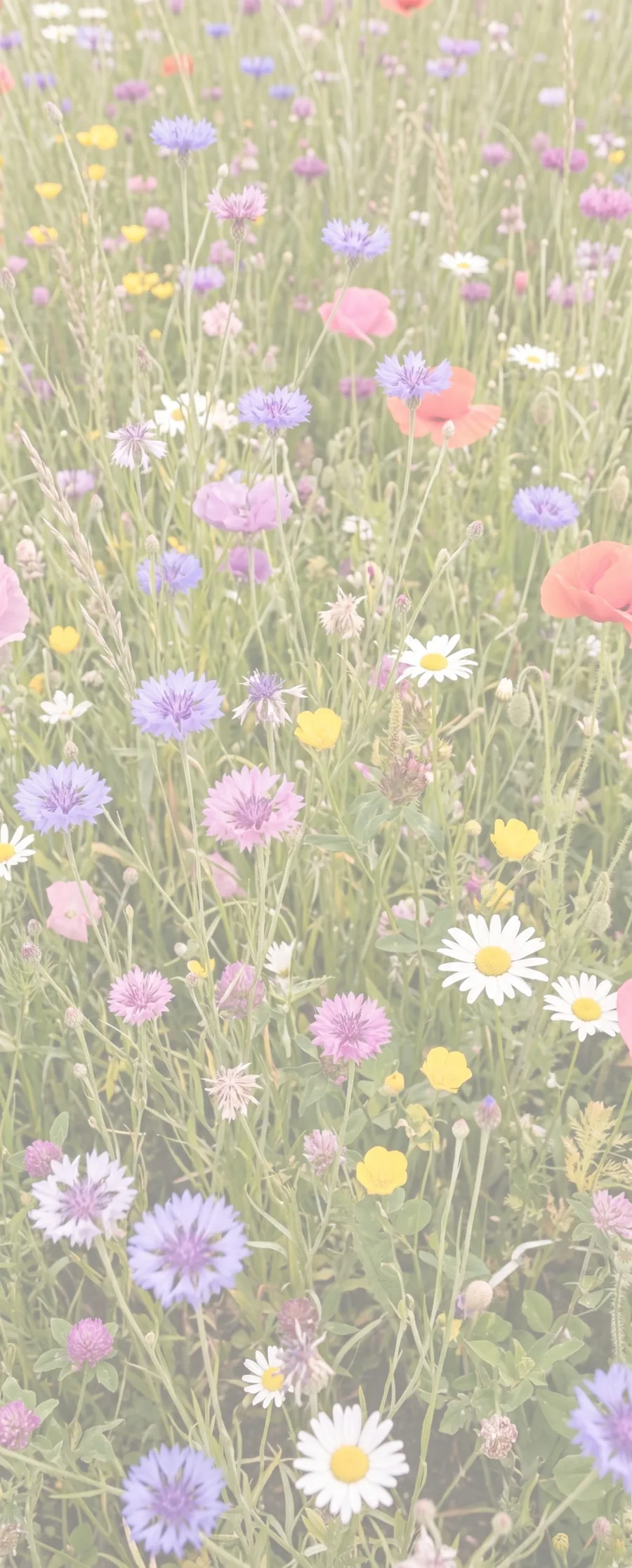 Cornflower Wildflowers memorial template